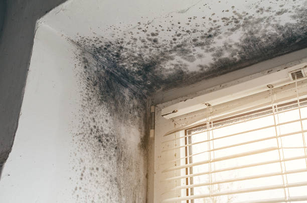 Affordable Mold Cleanup solutions in Cliffside Park, NJ